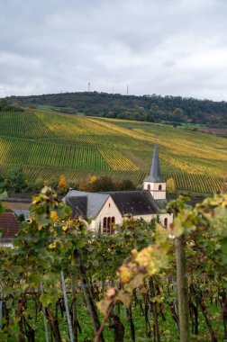 Nittel, Rhineland-Palatinate, Almanya çevresindeki teraslı üzüm bağlarının ve Machtum, Lüksemburg 'daki üzüm bağlarının sonbaharda Moselle Nehri boyunca uzanan manzarası.