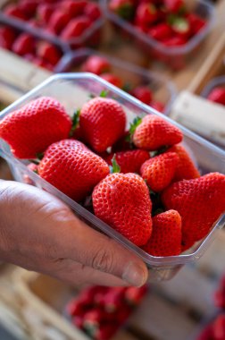 Fransa 'da yerel çiftçi pazarından toplanan bir kutu Fransız organik kırmızı çilek.