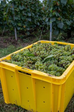 Harvest on green grand cru vineyards near Ambonnay and Bouzy, region Champagne, France. Cultivation of white chardonnay wine grape, plastic boxes with cutted grape clusters clipart