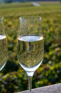 Şampanyayı tatmak, köpüklü köpüklü yeşil şarap Ludes, Louvois, Val de Livre, Champagne, Fransa yakınlarındaki yeşil üzüm bağlarında güneşli bir günde