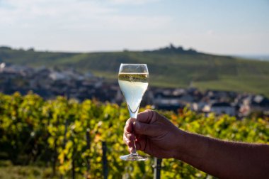 Şampanyayı tadarken cam içinde şampanya yudumlarken. Moulin de Verzenay yakınlarındaki şampanya bağlarında. Montagne de Reims Verzy ve Verzenay yakınlarındaki.