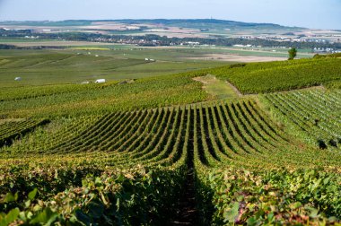 Eylül 'de Montagne de Reims, Verzy ve Verzenay, Champagne, France' da toplanan olgun Pinot şarapları ve meunier üzümleri.