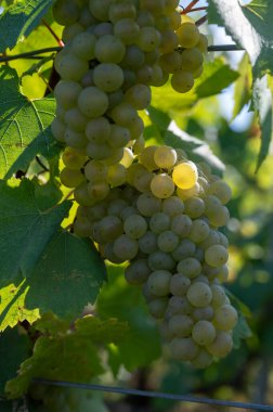 Olgun beyaz Chardonnay şarap üzümleri hasat için hazır. Ludes, Val de Livre, Champagne, France çevresindeki yeşil ve Grand Cru üzüm bağlarının manzarası.