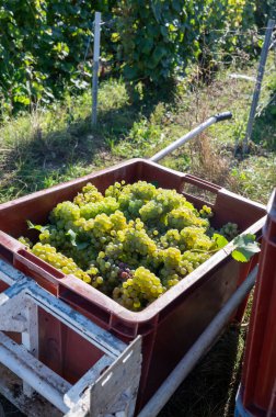 Plastik kutularda olgun beyaz şarap üzümleri. Yeşil başbakanın hasat zamanı, Ludes, Val de Livre, Champagne bölgesi, Fransa civarındaki Grand Cru üzüm bağları.