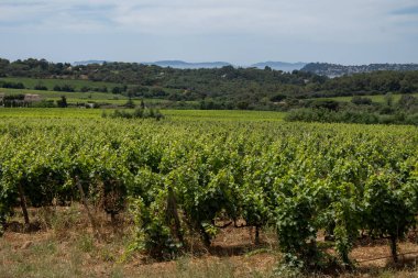 Landscape of French Riviera, view on hills, houses and green vineyards Cotes de Provence, production of rose wine near Saint-Tropez, Gassin, Pampelonne beach, Var, France in summer clipart