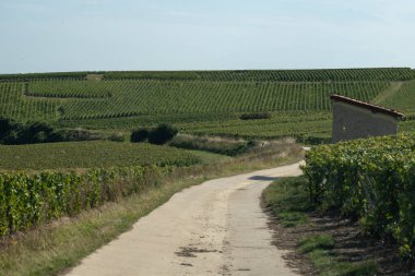 Oger ve Mesnil-sur-Oger yakınlarındaki yeşil büyük Cru üzüm bağlarında hasat zamanı, Fransa Şampanya Bölgesi. Cote des Blanc 'ın kireçli topraklarında beyaz şarap üzümü yetiştiriyorum.