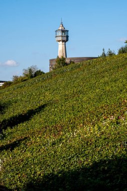 Eylül 'de Montagne de Reims, Verzy ve Verzenay, Champagne, France' da toplanan olgun Pinot şarapları ve meunier üzümleri.