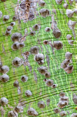Dev ağaç ceiba pentanrda, Guatemala 'nın ulusal ağacı, kapok ağacı, malvaceae, kapat