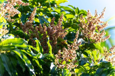 İspanya 'nın Gran Canaria adasındaki meyve bahçesinde yetişen tropikal mango ağacının mevsimlik çiçekleri, tarlada mango meyveleri yetiştirmek. Kapat..