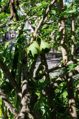 Green ripe fruits hanging on Crescentia cujete or calabash tree in tropical Caribbean garden clipart