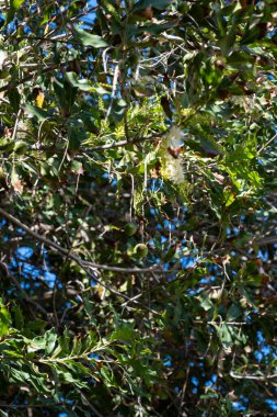 Sert yeşil Avustralya Macadamia fındıkları fidanlarda asılı büyük bir ağaçta, fındık üretimi
