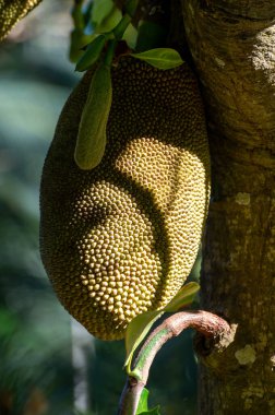 Hindistan, Bangladeş, Sri Lanka, Endonezya, Malezya ve Avustralya 'da yaygın olarak yetiştirilen Jackfruit veya jaca ağacı, tatlılarda kullanılan büyük olgun tatlı meyvelerle