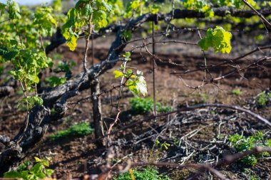 Tenerife, Tenerife 'deki Tacoronte-Acentejo bölgesi, Tenerife, Tenerife, Kanarya Adaları, İspanya' daki Tenerife, Meksika 'daki Tenerife' de şarap bahçeleri.