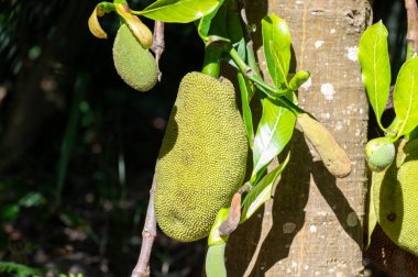 Hindistan, Bangladeş, Sri Lanka, Endonezya, Malezya ve Avustralya 'da yaygın olarak yetiştirilen Jackfruit veya jaca ağacı, tatlılarda kullanılan büyük olgun tatlı meyvelerle