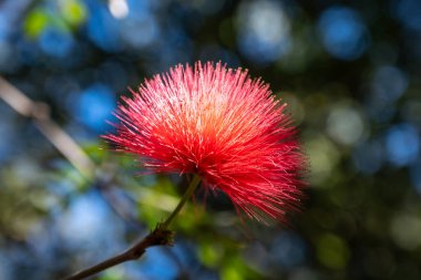 Tenerife 'deki Bolivya' dan kırmızı pudra haematocephala tozu.