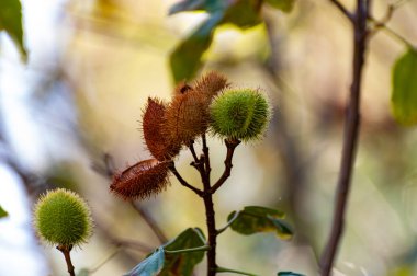 Bixa orellana or achiote plant, source of annato, natural ripe orange-red condiment used for food coloring, body paint, spice clipart