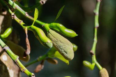 Hindistan, Bangladeş, Sri Lanka, Endonezya, Malezya ve Avustralya 'da yaygın olarak yetiştirilen Jackfruit veya jaca ağacı tatlılarda kullanılan küçük taze meyvelerle