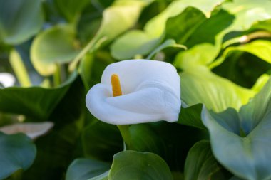 Bahçe havuzu etrafında büyüyen ve açan beyaz zambak çiçekleri, manzara tasarımı