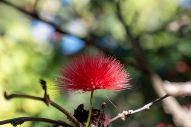 Blossom of red powderpuff exotic plant calliandra haematocephala from Bolivia on Tenerife clipart