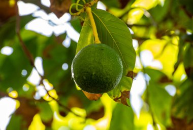 Avokado ağaçlarında yeni hasat La Palma adasında, Kanarya adalarında, İspanya 'da ağaçta asılı yeşil avokado meyveleri