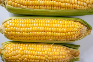 Taze sarı taze taze çiğ mısır, mısır şekeri veya mısır, çeşitli mısır bitkileri, pişmemiş.