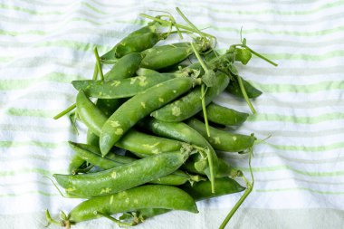 Taze taze bezelye tohumu, bahçe işleri, organik bahçe işleri.