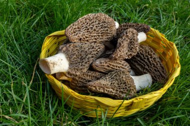 Yabani bahar mantarları, morşellalar ya da gerçek mantarlar. Gurme aşçılar için yenilebilir mantarlar. Katalan ve Fransız mutfağında, yeşil çimenlerde, ilkbaharda çiftlikte morinalarda hasat.