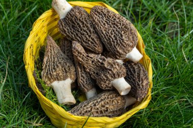 Yabani bahar mantarları, morşellalar ya da gerçek mantarlar. Gurme aşçılar için yenilebilir mantarlar. Katalan ve Fransız mutfağında, yeşil çimenlerde, ilkbaharda çiftlikte morinalarda hasat.