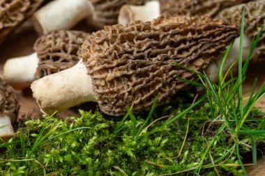 Çiğ bahar mantarları morşeller ya da gerçek mantarlar gurme aşçılar için yenilebilir kese mantarları, Katalan ve Fransız mutfağında, yenilebilir yabani mantarlar