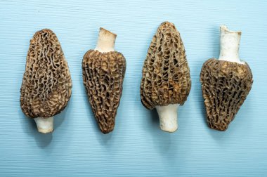 Çiğ bahar mantarları morşeller ya da gerçek mantarlar gurme aşçılar için yenilebilir kese mantarları, Katalan ve Fransız mutfağında, yenilebilir yabani mantarlar