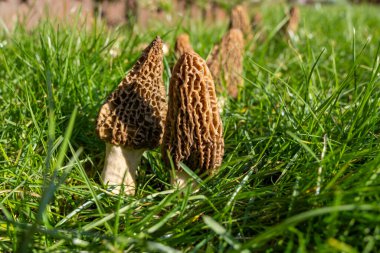 Yabani bahar mantarları, morşellalar ya da gerçek mantarlar. Gurme aşçılar için yenilebilir mantarlar. Katalan ve Fransız mutfağında, yeşil çimenlerde, ilkbaharda çiftlikte morinalarda hasat.