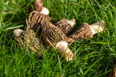 Yabani bahar mantarları, morşellalar ya da gerçek mantarlar. Gurme aşçılar için yenilebilir mantarlar. Katalan ve Fransız mutfağında, yeşil çimenlerde, ilkbaharda çiftlikte morinalarda hasat.