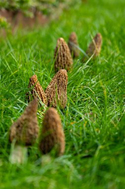 Yabani bahar mantarları, morşellalar ya da gerçek mantarlar. Gurme aşçılar için yenilebilir mantarlar. Katalan ve Fransız mutfağında, yeşil çimenlerde, ilkbaharda çiftlikte morinalarda hasat.