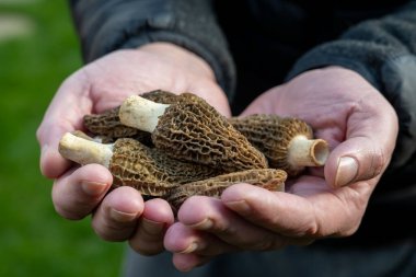 Bahar mantarlarının yetiştirilmesi morşellalar ya da gerçek mantarlar gurme aşçılar için yenilebilir mantarlar, Katalan ve Fransız mutfağı, taze çiğ mantarlı işçi elleri