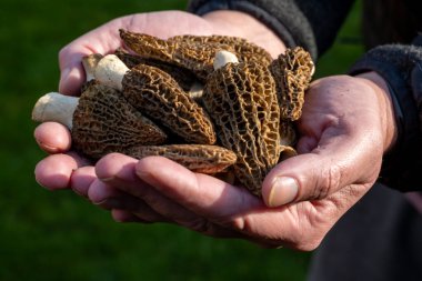 Bahar mantarlarının yetiştirilmesi morşellalar ya da gerçek mantarlar gurme aşçılar için yenilebilir mantarlar, Katalan ve Fransız mutfağı, taze çiğ mantarlı işçi elleri