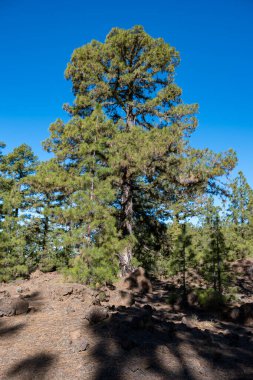 Tenerife 'deki Teide Ulusal Parkı' nı ziyaret etmek ve volkanik manzaralara ve kışın Kanarya Adaları, İspanya 'daki yeşil Kanarya çam ağaçlarına bakmak