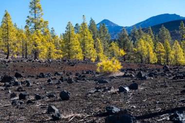 Tenerife 'deki Teide Ulusal Parkı' nı ziyaret etmek ve volkanik manzaralara ve kışın Kanarya Adaları, İspanya 'daki yeşil Kanarya çam ağaçlarına bakmak