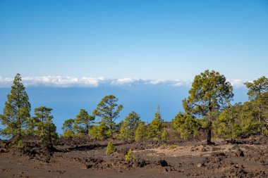 Tenerife 'deki Teide Ulusal Parkı' nı ziyaret etmek ve volkanik manzaralara ve kışın Kanarya Adaları, İspanya 'daki yeşil Kanarya çam ağaçlarına bakmak