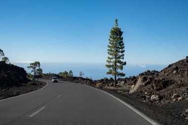 Tenerife 'deki Teide Ulusal Parkı' nı ziyaret etmek ve volkanik manzaralara ve kışın Kanarya Adaları, İspanya 'daki yeşil Kanarya çam ağaçlarına bakmak