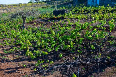 Tenerife, Tenerife 'deki Tacoronte-Acentejo bölgesi, Tenerife, Tenerife, Kanarya Adaları, İspanya' daki Tenerife, Meksika 'daki Tenerife' de şarap bahçeleri.