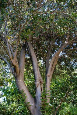 Sert yeşil Avustralya Macadamia fındıkları fidanlarda asılı büyük bir ağaçta, fındık üretimi