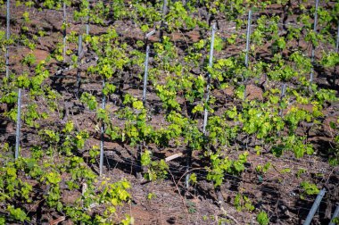 Tenerife, Tenerife 'deki Tacoronte-Acentejo bölgesi, Tenerife, Tenerife, Kanarya Adaları, İspanya' daki Tenerife, Meksika 'daki Tenerife' de şarap bahçeleri.