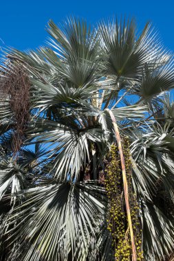 Palmera abanico palmiye fanı, botanik bahçesinde yetişen Çin 'den siyah hurma ağaçları ve meyveler bırakıyor.