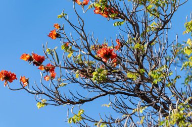 Tenerife Adası, Kanarya, İspanya, mavi gökyüzü ve kırmızı çiçeklerdeki botanik bahçesindeki Afrika lale ağacının kış çiçekleri