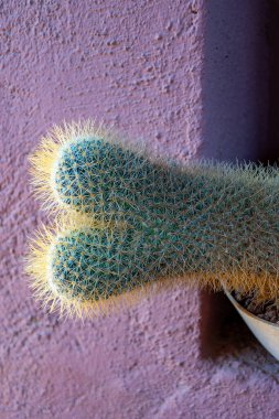 Evergreen succulent cacti plant growing on Tenerife island, Spain in sunny day clipart