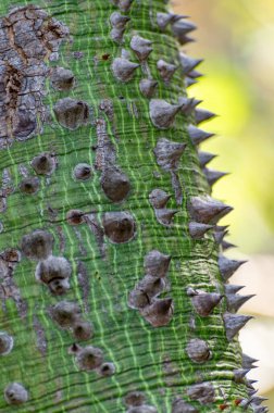 Dev ağaç ceiba pentanrda, Guatemala 'nın ulusal ağacı, kapok ağacı, malvaceae, kapat