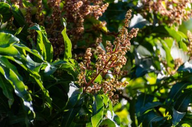 İspanya 'nın Gran Canaria adasındaki meyve bahçesinde yetişen tropikal mango ağacının mevsimlik çiçekleri, tarlada mango meyveleri yetiştirmek. Kapat..