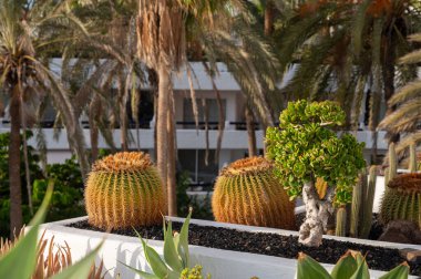 Evergreen succulent cacti plants growing on lava stones on Tenerife island, Spain in sunny day clipart