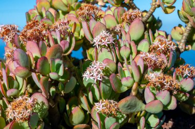 Güneşli bir günde İspanya 'nın Tenerife adasında yetişen Evergreen succulent bitkisi