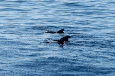 Atlantik Okyanusu 'nun derinliklerinde, Tenerife Adası' nın güneyinde, Kanarya 'da, İspanya' da, yaban hayatı deniz manzarasında, turistik teknelerden gelen dolar ve balina sürülerini izliyoruz.